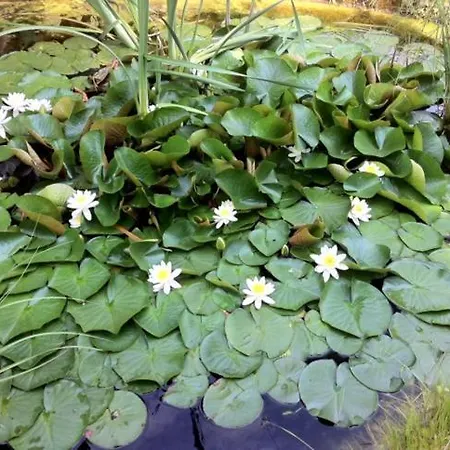 Originalna Drevenica 43 Jezersko